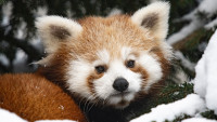panda červená